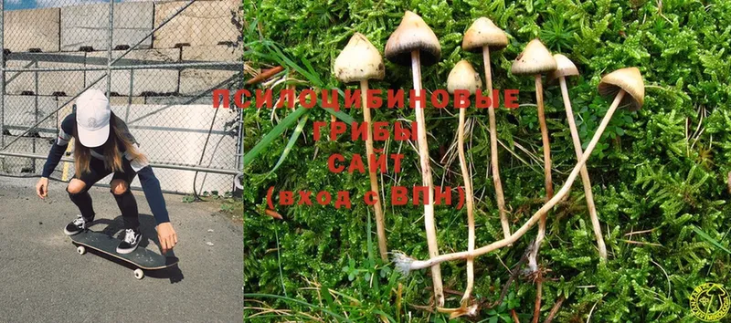 Псилоцибиновые грибы Psilocybine cubensis  маркетплейс какой сайт  гидра сайт  Нестеров  сколько стоит 